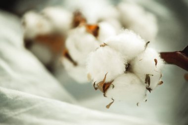 Bir pamuk dalı, yakın plan kumaşta. 