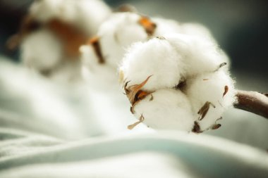 Bir pamuk dalı, yakın plan kumaşta. 