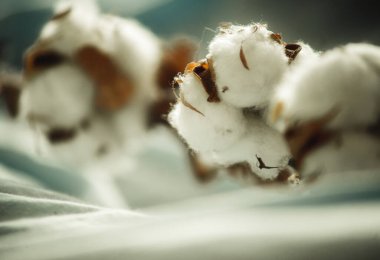 Kumaşın üzerinde bir pamuk dalı