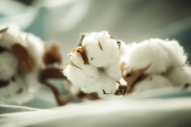 Bir pamuk dalı, yakın plan kumaşta. 