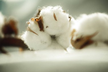 Bir pamuk dalı, yakın plan kumaşta.