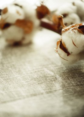 Bir pamuk dalı, yakın plan kumaşta.