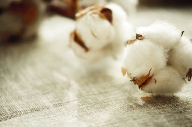 Bir pamuk dalı, yakın plan kumaşta.