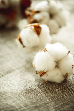 Bir pamuk dalı, yakın plan kumaşta. 