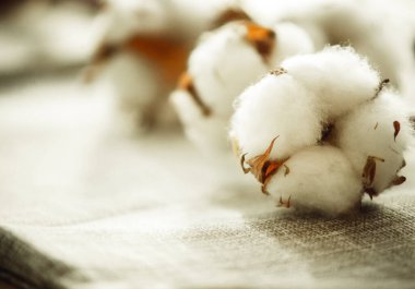 Bir pamuk dalı, yakın plan kumaşta. 