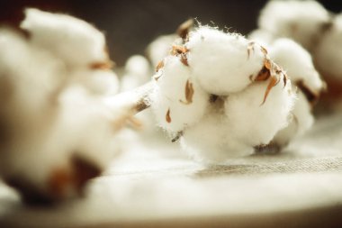 Bir pamuk dalı, yakın plan kumaşta.