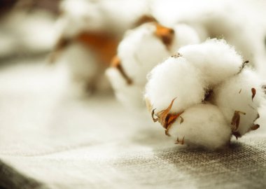 Bir pamuk dalı, yakın plan kumaşta.