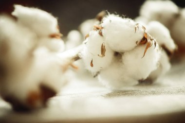 Bir pamuk dalı, yakın plan kumaşta.