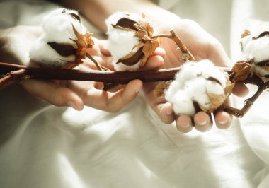 Hafif bir arkaplanda elinde pamuk dalı