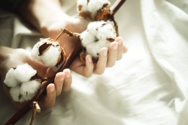 Hafif bir arkaplanda elinde pamuk dalı