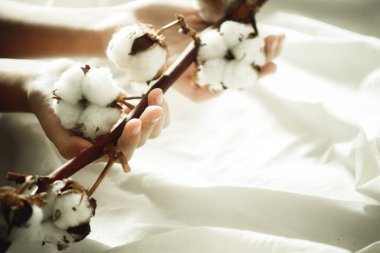 Elinde bir pamuk dalı