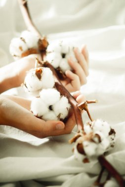 Elinde bir pamuk dalı