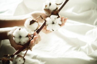 Elinde bir pamuk dalı