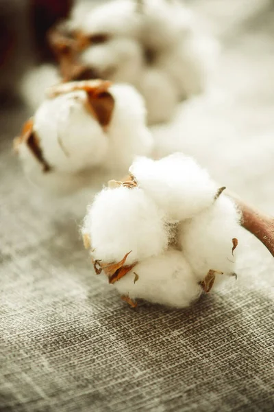 Bir pamuk dalı, yakın plan kumaşta. 