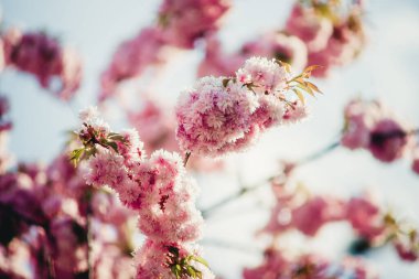 Arka plan için Japon kirazı yakın plan.