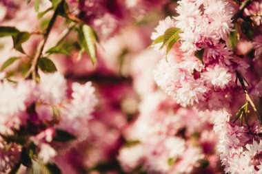 Arka plan için Japon kirazı yakın plan.