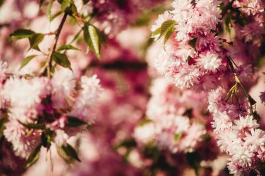 Arka plan için Japon kirazı yakın plan.