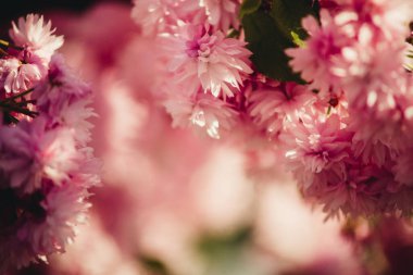 Arka plan için Japon kirazı yakın plan.