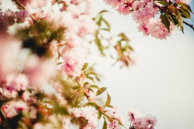 Pembe manolya gökyüzüne doğru çiçek açıyor.