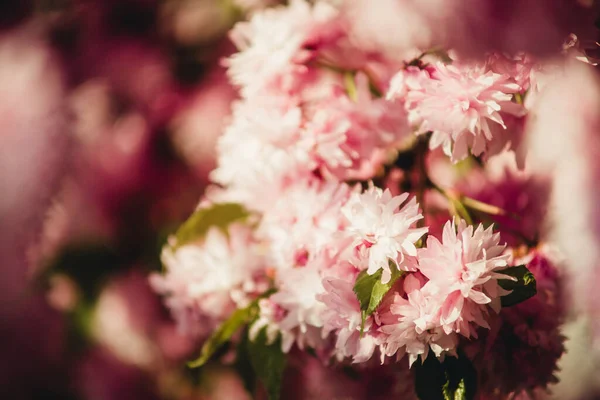 Ιαπωνικά Άνθη Κερασιάς Από Κοντά — Φωτογραφία Αρχείου