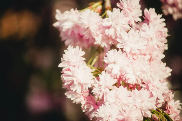 Ιαπωνικά Άνθη Κερασιάς Από Κοντά — Φωτογραφία Αρχείου