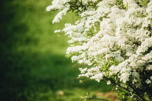 Las Flores Pequeñas Blancas Sobre Arbusto Sobre Fondo Verde — Foto de Stock
