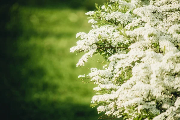 Las Flores Pequeñas Blancas Sobre Arbusto Sobre Fondo Verde — Foto de Stock