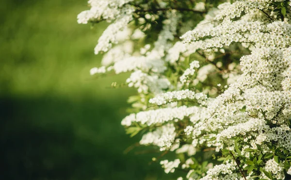 Floración Blanca Para Primer Plano Fondo — Foto de Stock