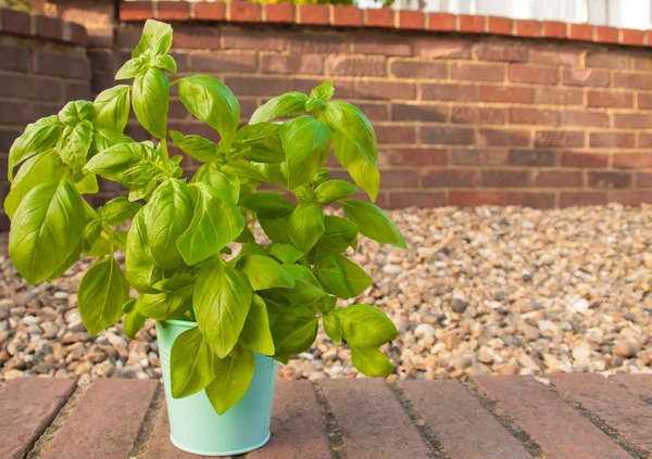 Basil in small vase Royalty Free Stock Photos