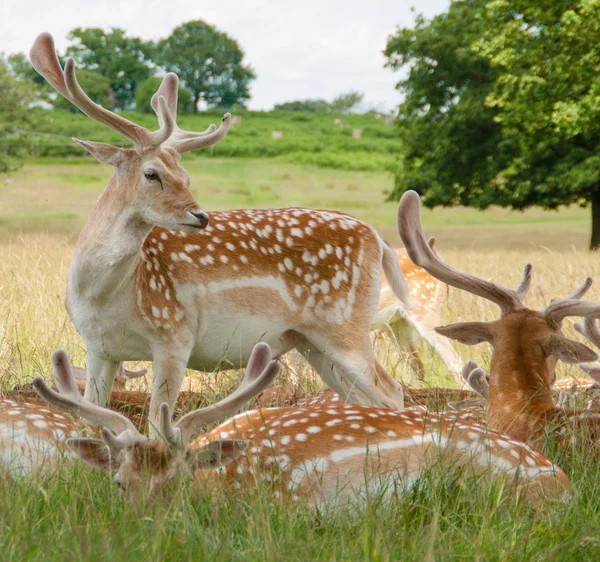 Profile of fallow Stock Image