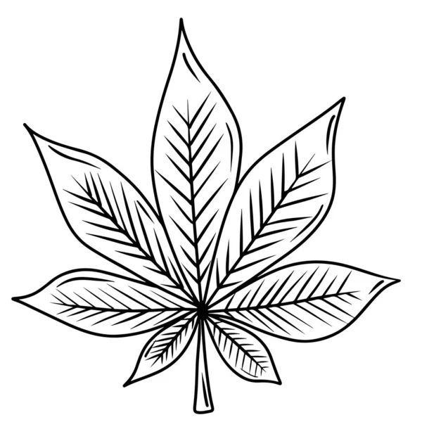 Chestnut Leaf Sketch Hand Drawn Black Line Illustration Isolated White — Image vectorielle