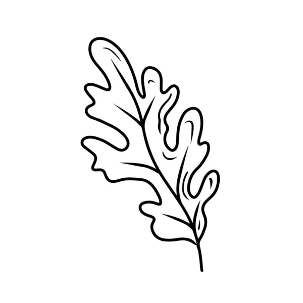 Rovere Albero Foglia Vettore Disegno Isolato Sfondo Bianco Illustrazione Schizzo — Vettoriale Stock