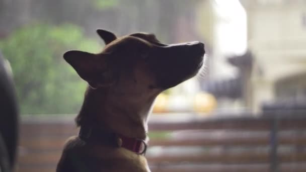 Egy aranyos, jóképű kutya, aki viharos esőre néz. — Stock videók