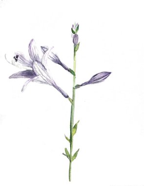 WAtercolor el beyaz arkaplana zambak çizimi yapıyor. Çiçek ikonu çizgisi sanatı. Davetiyeler, tebrik kartları, dövmeler, baskılar için uygun.