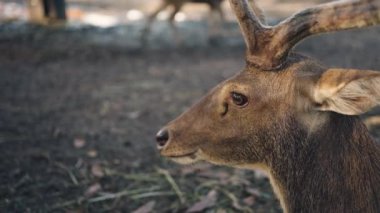 Yakın plan, ağacın altında dinlenen bir geyiğin başı..