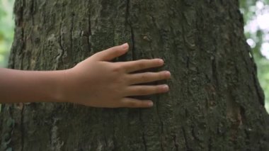 Ormandaki Çam Ağacı 'nın Kadın El Dokunuşu ve Okuyan Kabuğu.