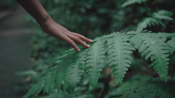 Dziewczyna Ręka Dotykając Paproci Zielone Liście — Wideo stockowe