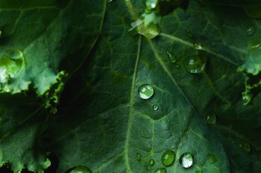 Yeşil bir lahana yaprağının üzerindeki bir damla suyu kapat..