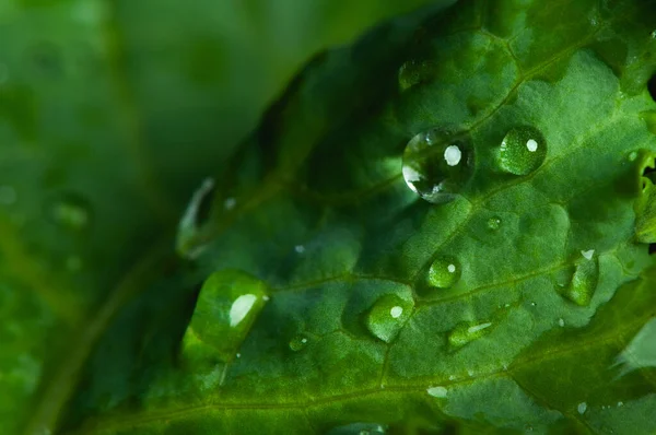 Närbild Droppe Vatten Grön Grönkål Blad — Stockfoto