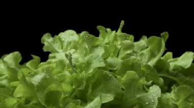 Siyah zemin üzerinde dönen taze marul ve bir damla su..