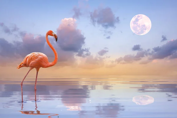 Ein Flamingo Geht Auf Dem See Sonnenlicht Und Sonnenuntergang Hintergrund — Stockfoto