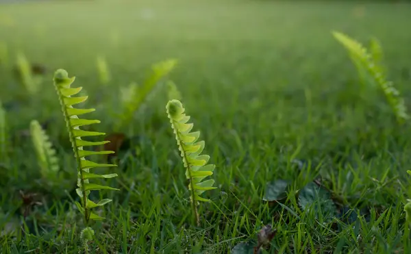 Green Fern Leaves Grown Green Grass Tropical Leaf — Zdjęcie stockowe