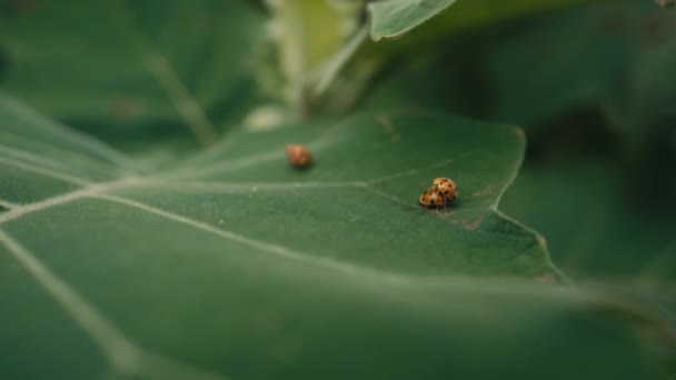Orange Red Ladybugs Mating Sit Leaf Wind — Stockvideo