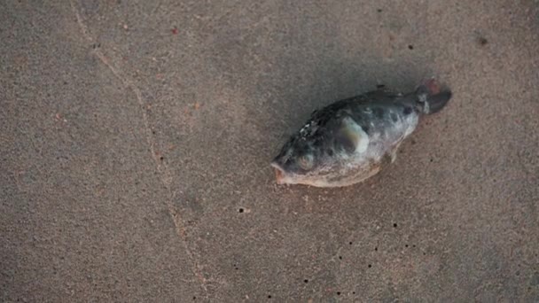 白い砂浜で魚が死んで ハエで感染した 生態系 海の保全 魚の死 — ストック動画