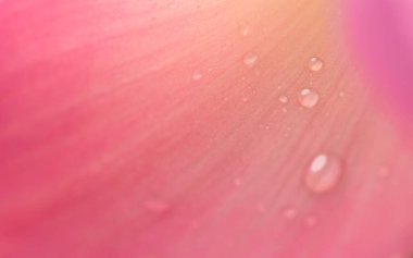 Pembe nilüfer loblarına su dök.