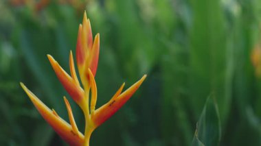 Helikonya çiçeğinin üzerinde yeşil yapraklı arka planda sürünen bir grup karınca..