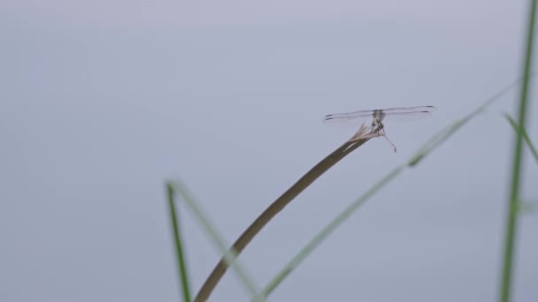 Dragonfly Flying Tree Branch Morning — Vídeo de Stock