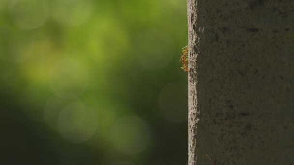 Group Ants Crawling Branch Tree Green Bokeh Background — Vídeo de Stock