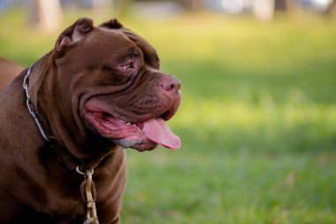 Yeşil alanda kahverengi pitbull yavrusu.