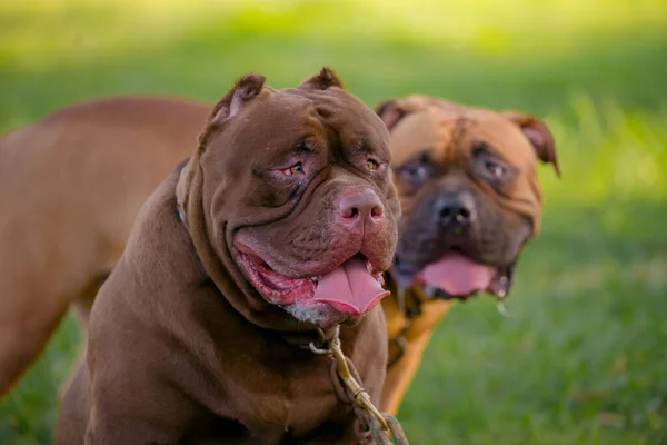 Two Brown Pitbull Puppy Green Field — Zdjęcie stockowe